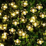 DAISYGLOW