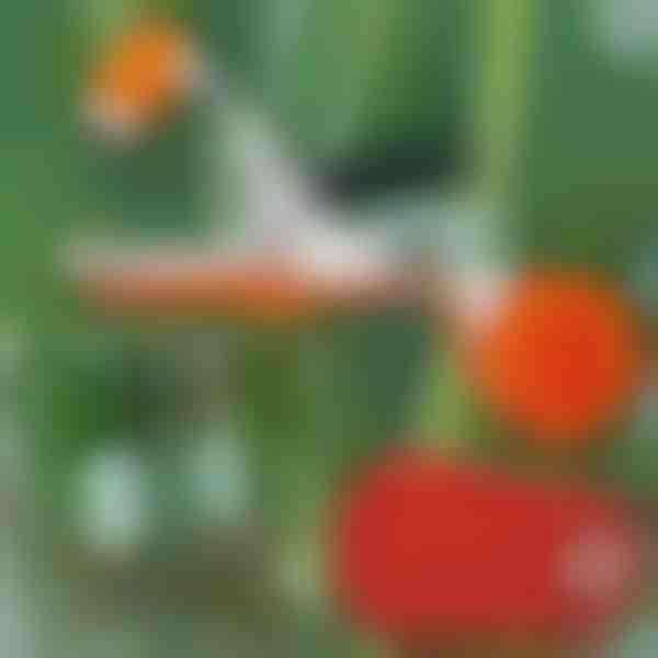 Εργαλείο άμεσης δεσίματος φυτών | PLANTBRAND